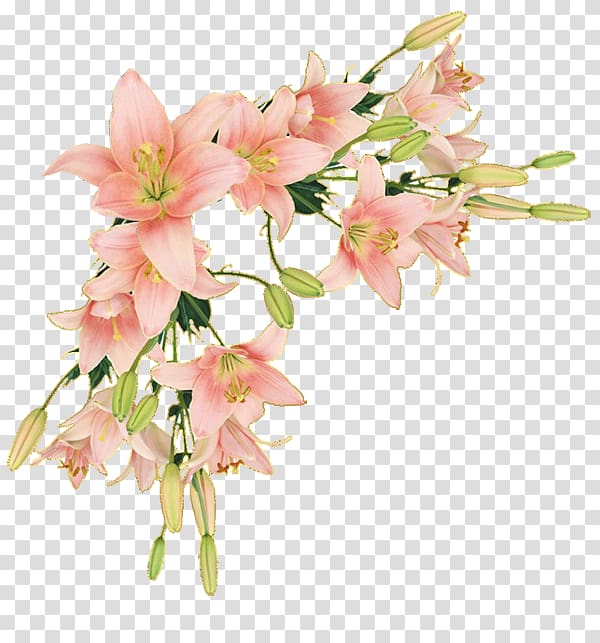 pink lilies border, Border Flowers Borders and Frames Paper , flower transparent background PNG clipart