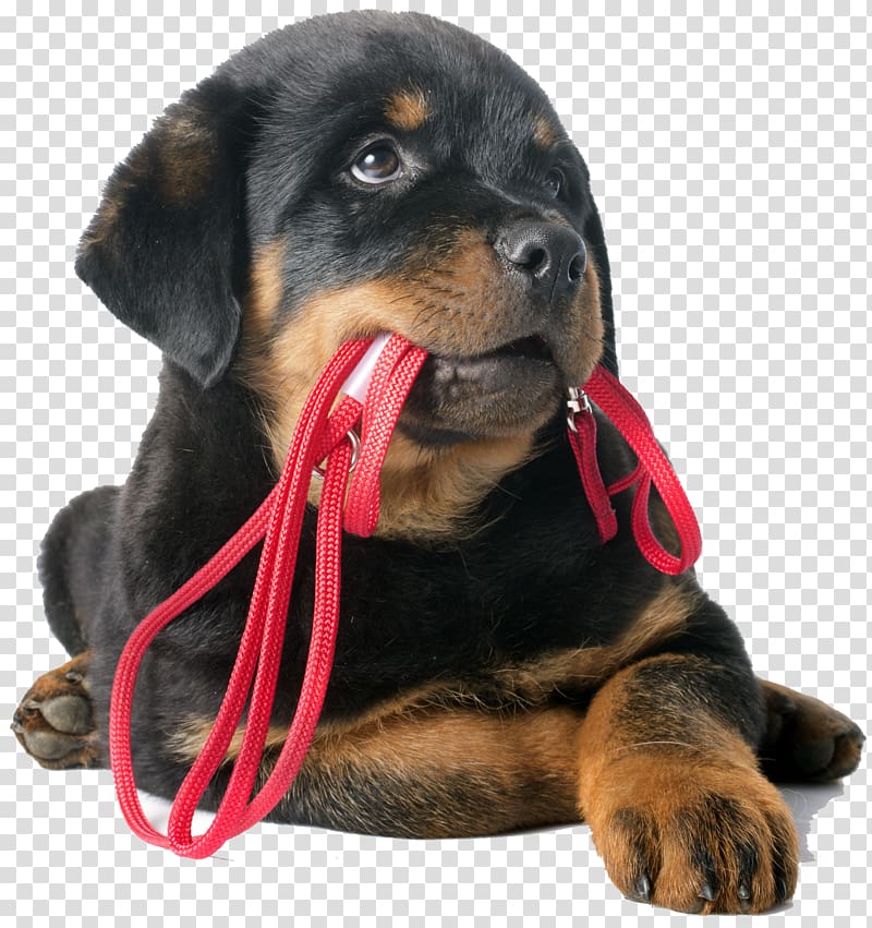 Puppy Dog training Pet Obedience training German Shepherd, puppy transparent background PNG clipart