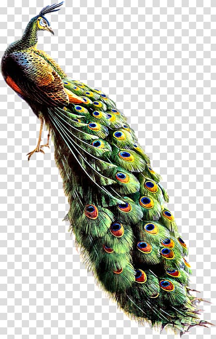 green peacock painting, Bird Asiatic peafowl Feather, Peacock Collections Best transparent background PNG clipart