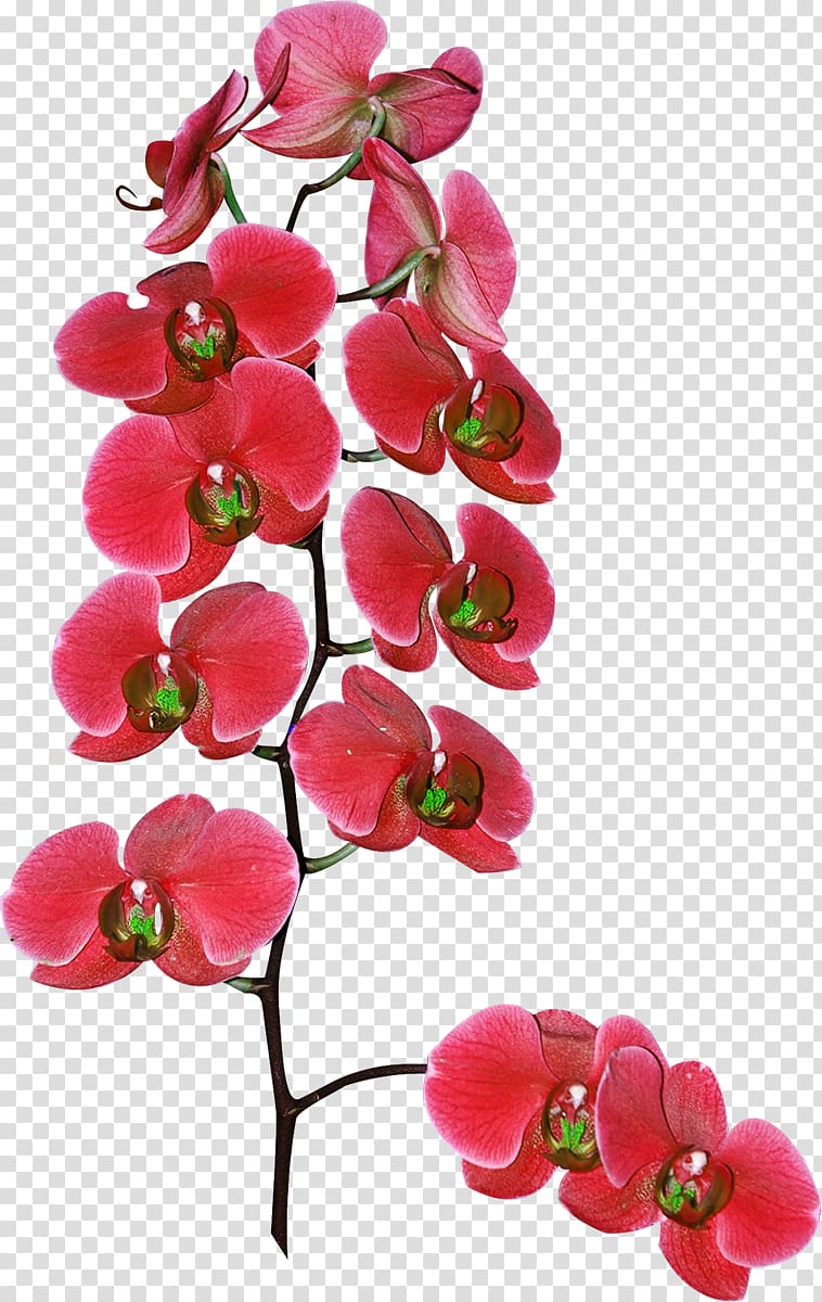 Cut flowers Moth orchids Plant, flower transparent background PNG clipart
