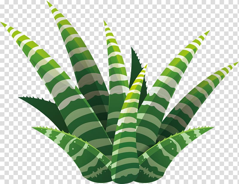 Leaf Succulent plant Euclidean Illustration, Hand-painted aloe vera transparent background PNG clipart