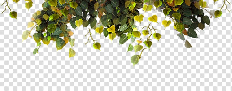 Leaf transparent background PNG clipart