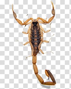 Scorpions transparent background PNG clipart
