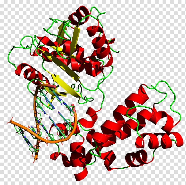 DNA polymerase DNA replication Taq polymerase, DNA transparent background PNG clipart