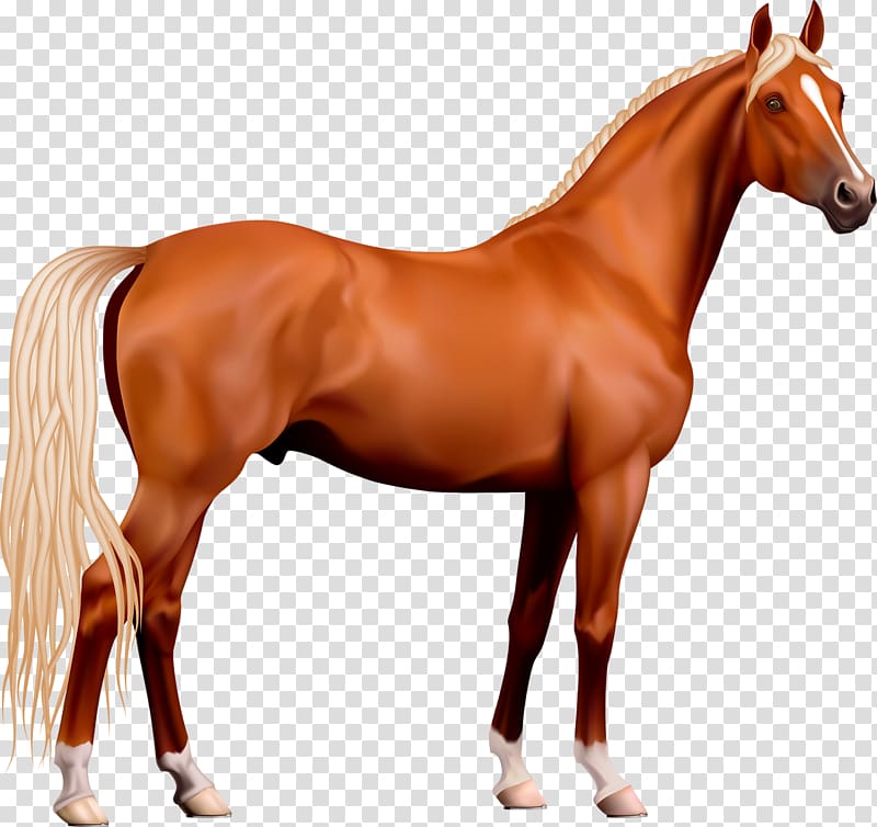 Horse Stallion , horse transparent background PNG clipart