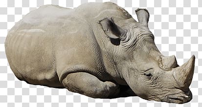 white rhino illustration, Rhinoceros Lying Down transparent background PNG clipart