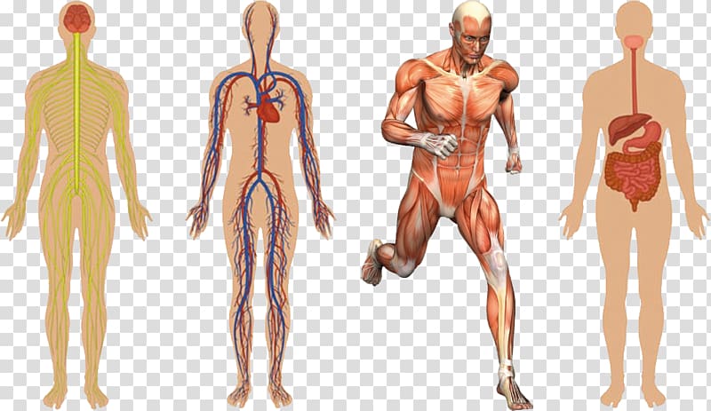 Anatomy Human body Muscular system Human skeleton Muscle, Healthy body transparent background PNG clipart