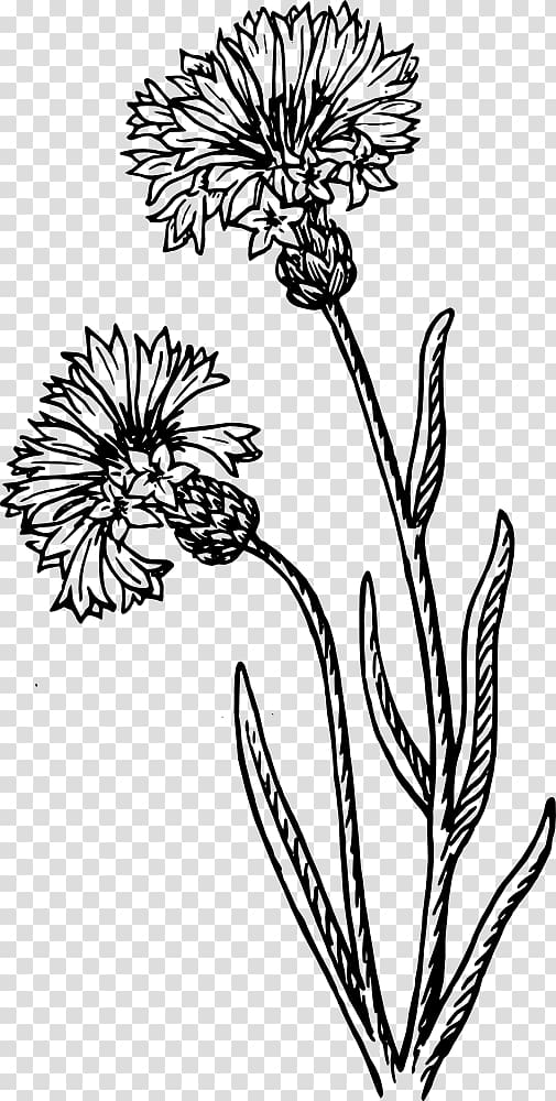 Cornflower Drawing Watercolor painting, bachelors transparent background PNG clipart