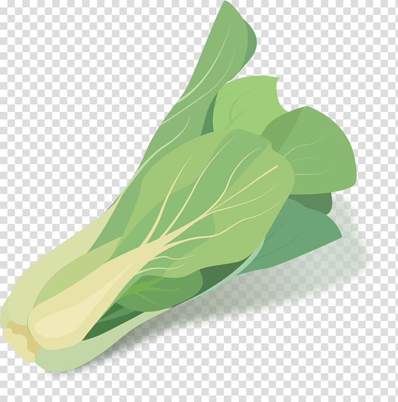 Cabbage Green Vegetable, Hand-painted vegetable transparent background PNG clipart