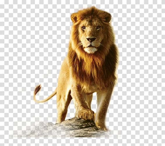 brown lion on brown rock, Lionhead rabbit Desktop , lion transparent background PNG clipart