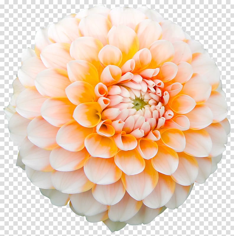 Dahlia Flower Desktop High-definition television Garden, flower transparent background PNG clipart