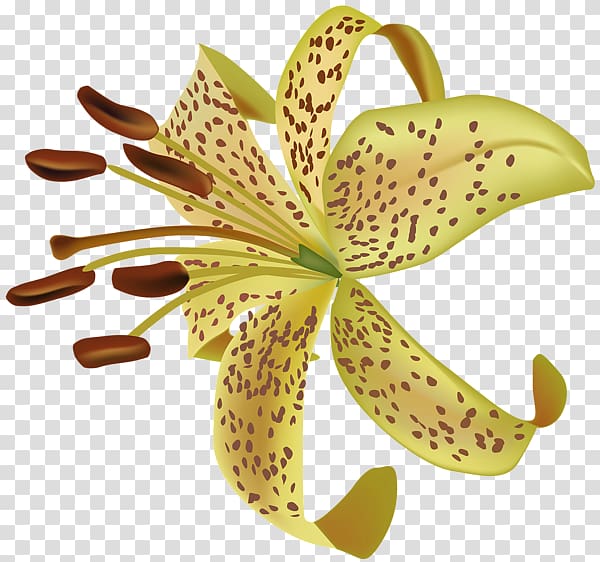 Flower , exotic transparent background PNG clipart