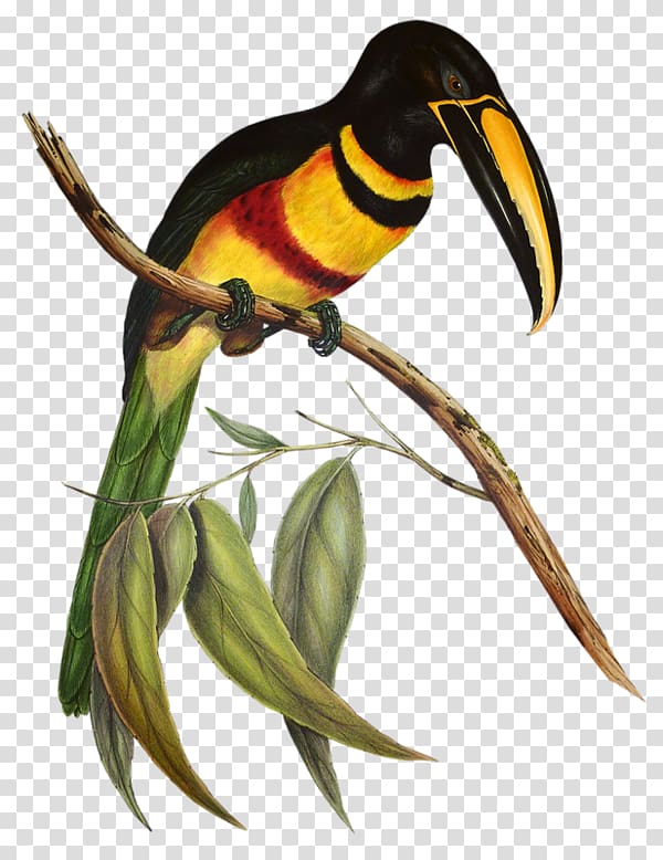 A monograph of the Ramphastidae, or family of toucans Tropical birds Channel-billed toucan Aracari, Bird transparent background PNG clipart