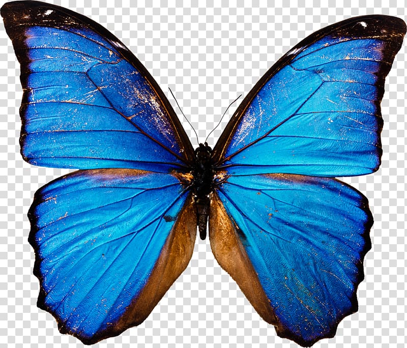 Butterfly , Blue butterfly transparent background PNG clipart