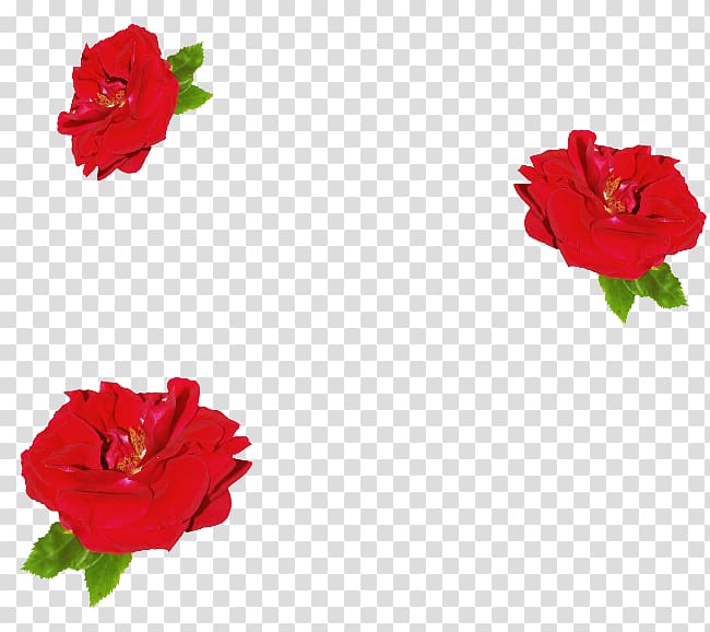 Garden roses China rose Petal Floribunda , flower transparent background PNG clipart