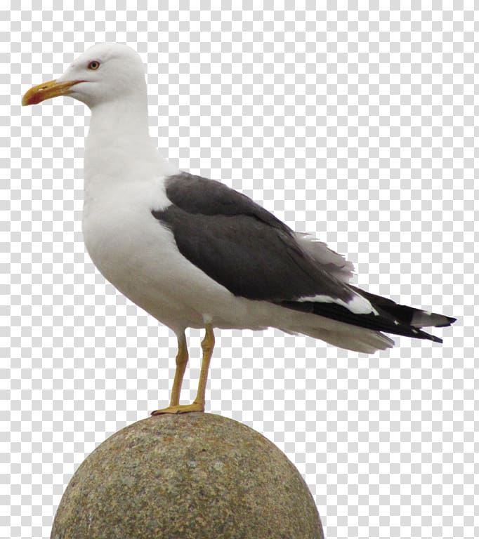 Great black-backed gull European Herring Gull Gulls Bird Rose, Bird transparent background PNG clipart