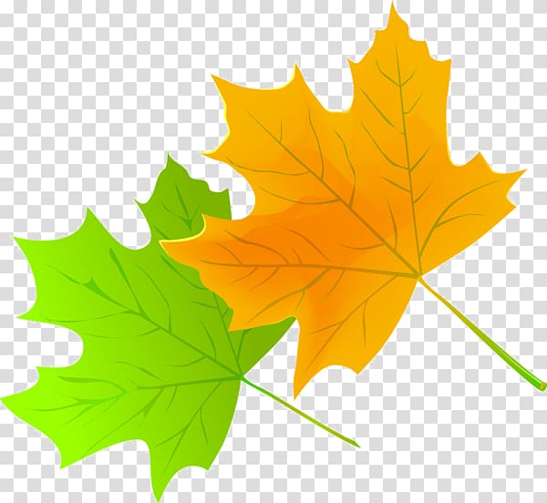 Maple leaf, Leaf transparent background PNG clipart