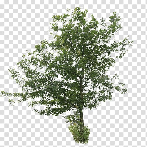 Oak Tree Plants Birch, tree transparent background PNG clipart | HiClipart