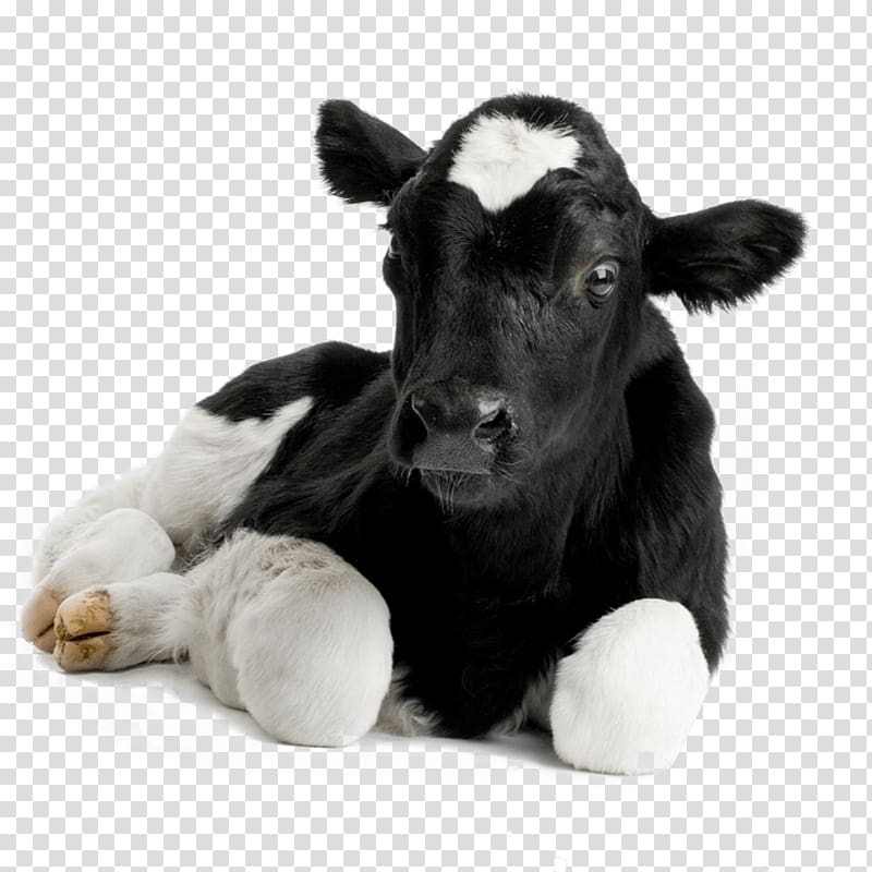 white and black calf, Calf Hereford cattle Sheep Live dehorning , sheep transparent background PNG clipart