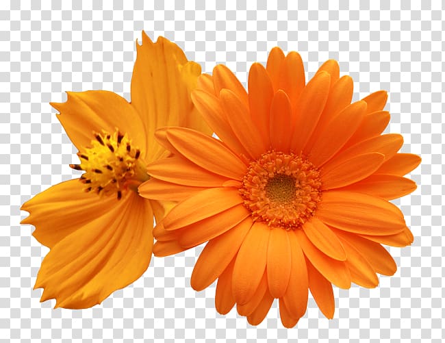 Transvaal daisy Common daisy Daisy family Flower , flower transparent background PNG clipart