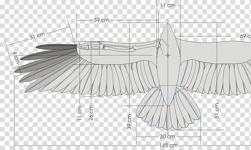 Bird Wing Glider Dihedral Flight, Bird transparent background PNG clipart