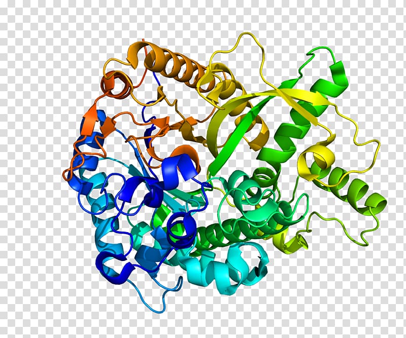 Klotho Alpha-L-fucosidase Glycan Protein Enzyme, chromosome transparent background PNG clipart