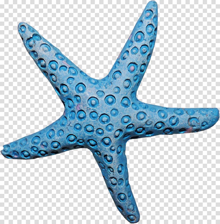 Starfish Sea , starfish transparent background PNG clipart