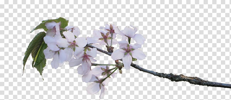 Cherry blossom Twig Flower Branch, Apple Blossom transparent background PNG clipart