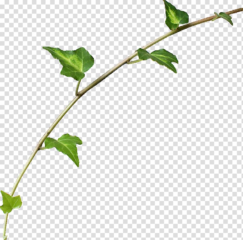Herbaceous plant Leaf, Leaf transparent background PNG clipart