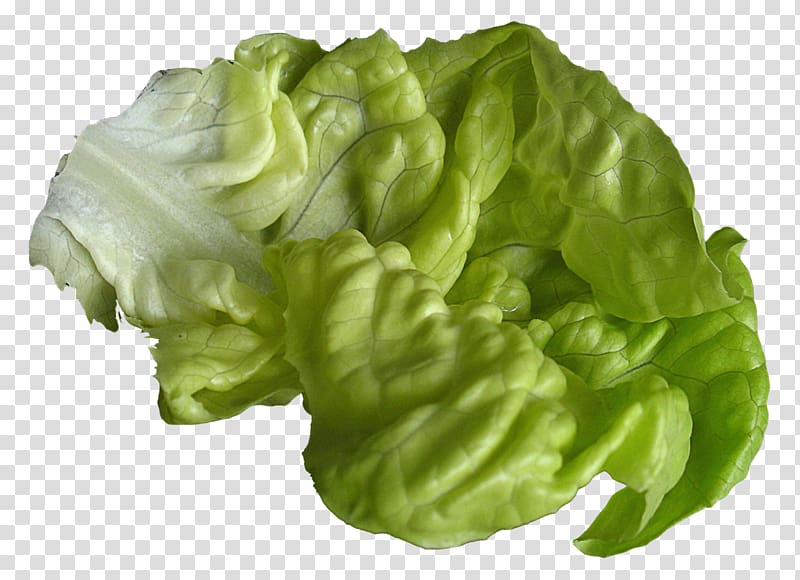 Romaine lettuce, Lettuce transparent background PNG clipart