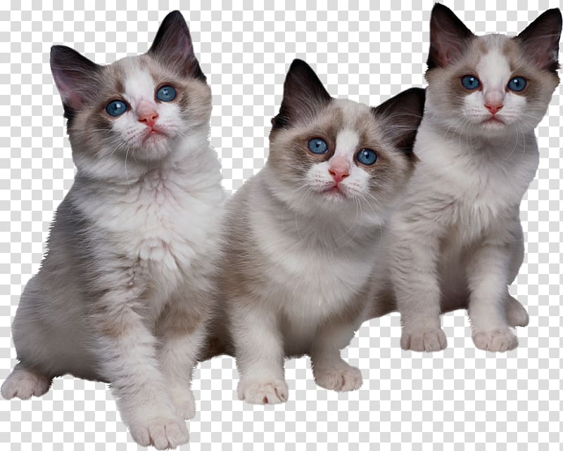 Kitten Ragdoll Tri kotenka , chinchilla transparent background PNG clipart