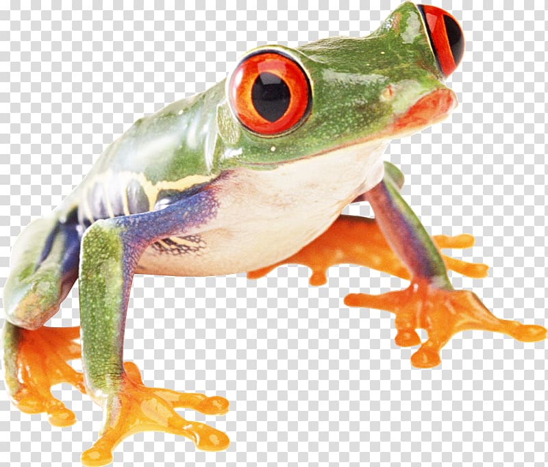True frog Amphibians Toad, Rana transparent background PNG clipart