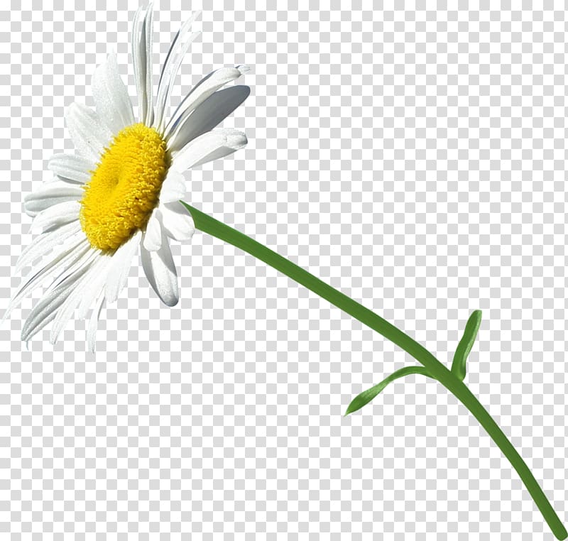 Chrysanthemum Cut flowers White, thanksgiving transparent background PNG clipart