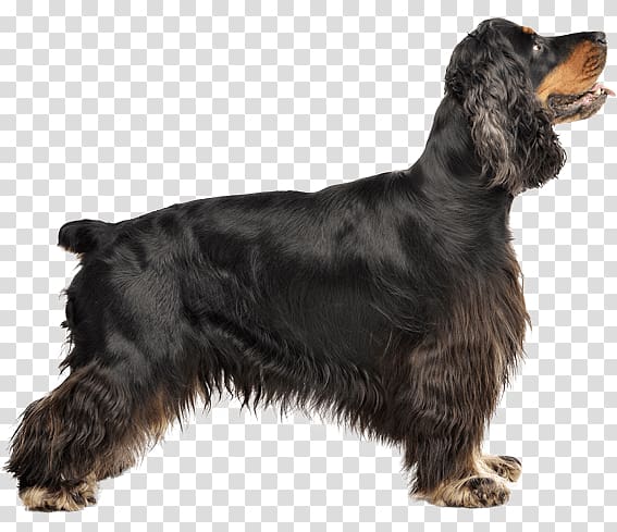 Field Spaniel American Cocker Spaniel English Cocker Spaniel American Water Spaniel English Springer Spaniel, others transparent background PNG clipart