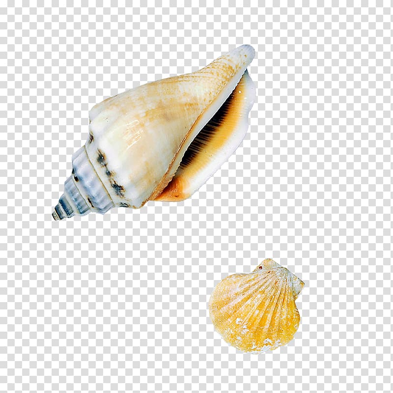 Sea snail Seashell Conch, Biological seashells transparent background PNG clipart
