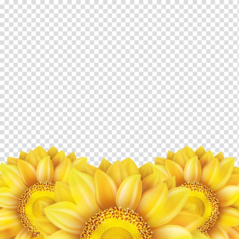 yellow flower art, Common sunflower Euclidean , Sunflower transparent background PNG clipart