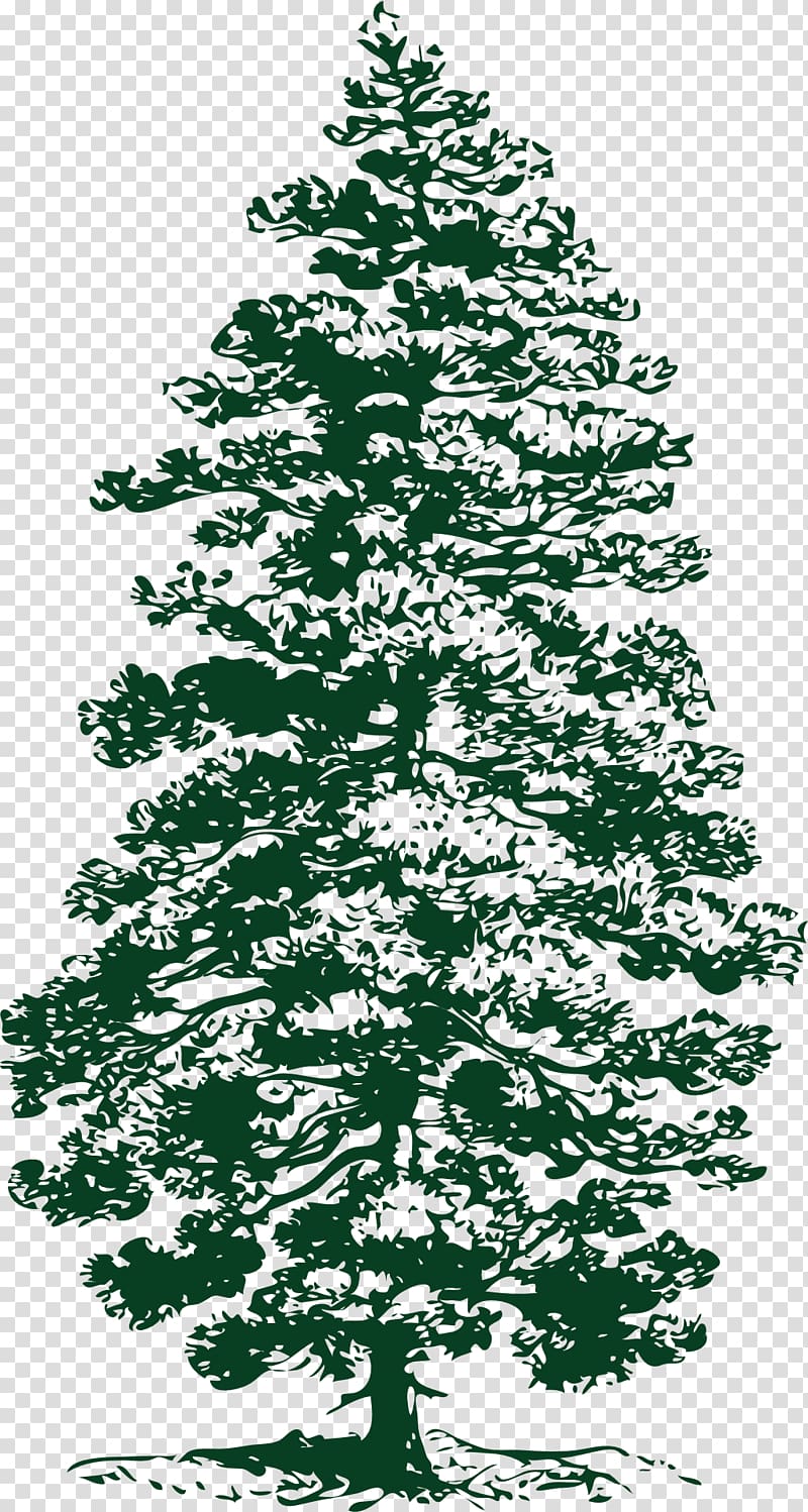 Eastern white pine Tree , pine transparent background PNG clipart