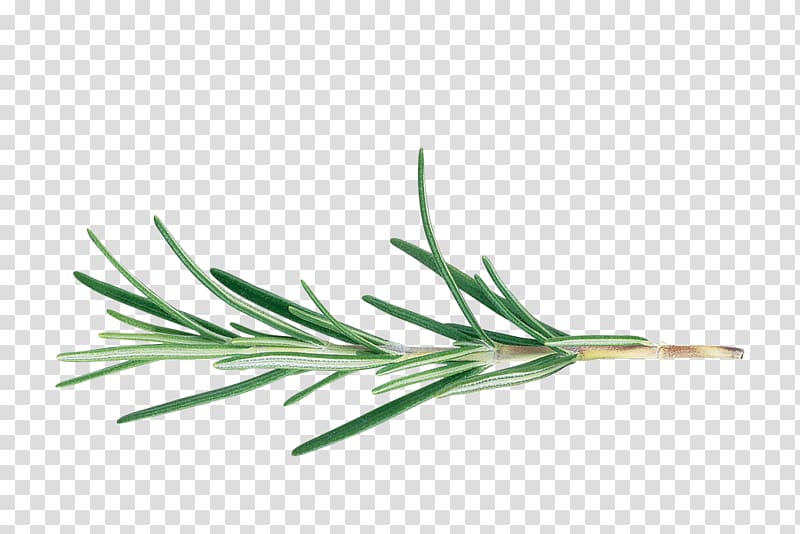 green plant, Rosemary BBC Gardeners\' World Cut flowers Herb Officinalis, biological rosemary grass transparent background PNG clipart