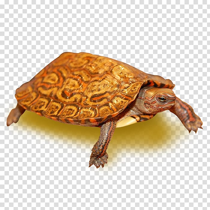 Painted wood turtle Eastern box turtle Painted turtle, turtle transparent background PNG clipart