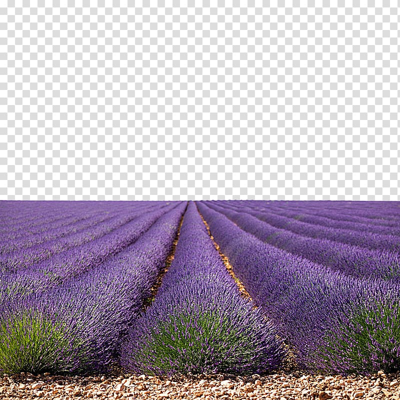 u85b0u8863u8349u56ed, lavender feild Australia Goji, Land sand lavender flowers creative transparent background PNG clipart