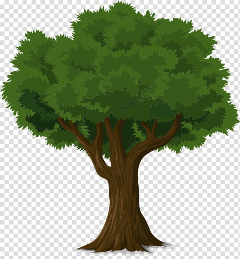 Tree Trunk Branch , forest transparent background PNG clipart