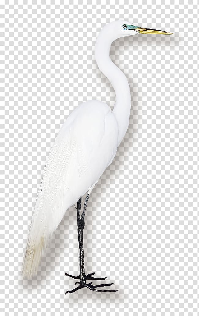 Great egret Seabird Crane Water bird, Bird transparent background PNG clipart
