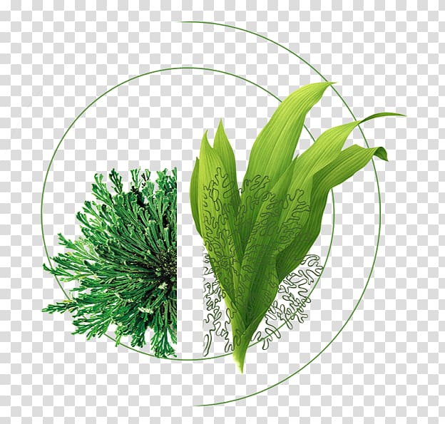 Seaweed Leaf Aquatic plant, Plants transparent background PNG clipart