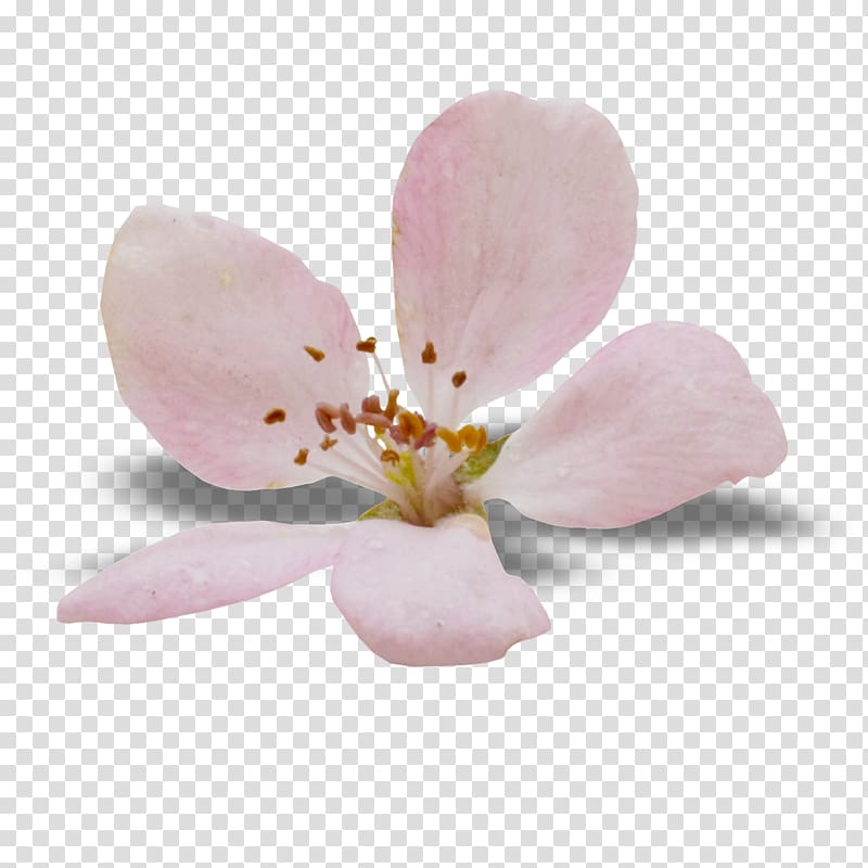 Moth orchids Cherry blossom Petal ST.AU.150 MIN.V.UNC.NR AD, cherry blossom transparent background PNG clipart