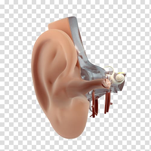 Hearing, Outer Ear transparent background PNG clipart