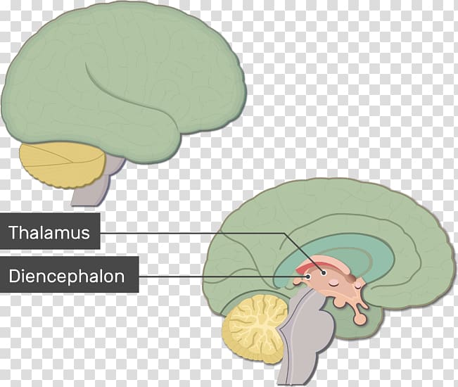 Human brain Anatomy Nervous system Brainstem, Brain function transparent background PNG clipart