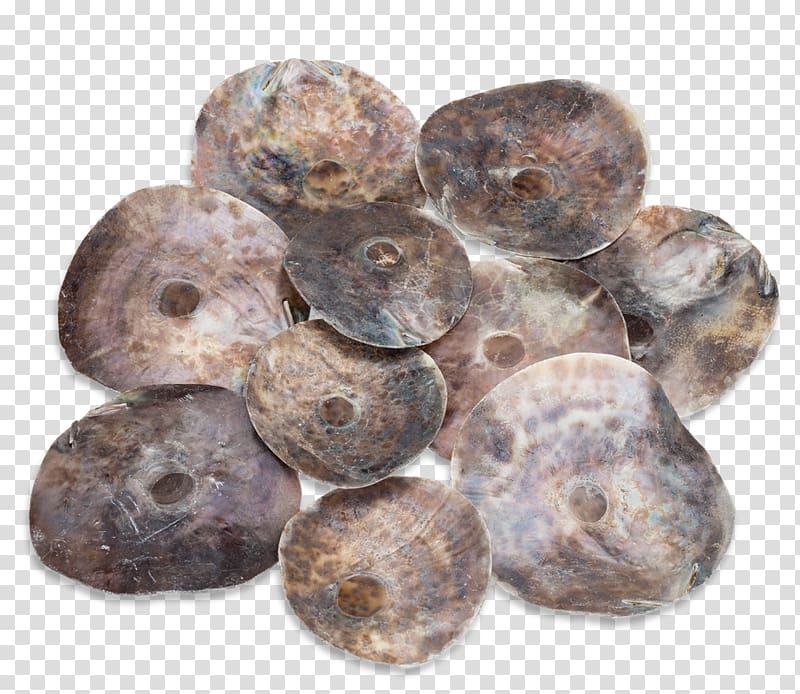 Windowpane oyster Bivalvia Nacre Pebble, camar transparent background PNG clipart