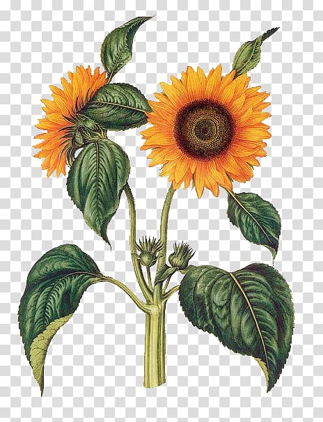 yellow sunflower illustration, Common sunflower Botany Botanical illustration Poster Drawing, sunflower transparent background PNG clipart