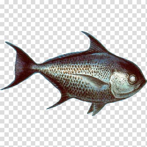 Milkfish Pomfret Pampus argenteus Seafood Watch, fish transparent background PNG clipart