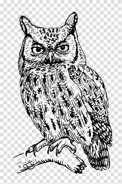 Eastern screech owl Bird Great Horned Owl , black and white owl transparent background PNG clipart